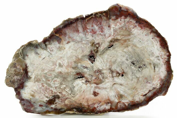Polished Petrified Wood Round - Beatty, Nevada #361754